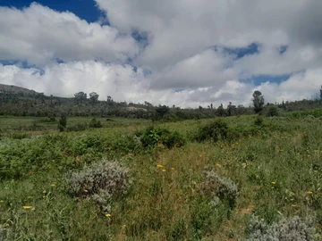 Farm & Agricultural Land